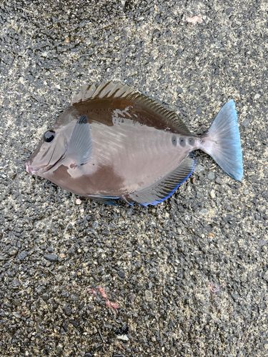 ニザダイの釣果