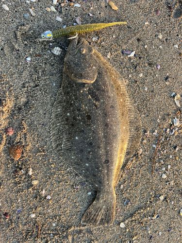 ヒラメの釣果