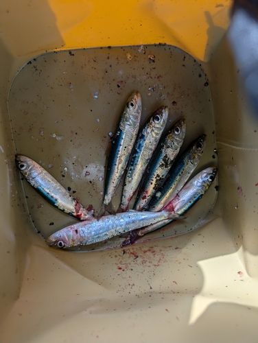 イワシの釣果