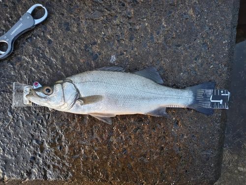 ヒラスズキの釣果