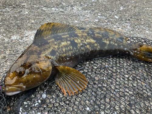 アイナメの釣果