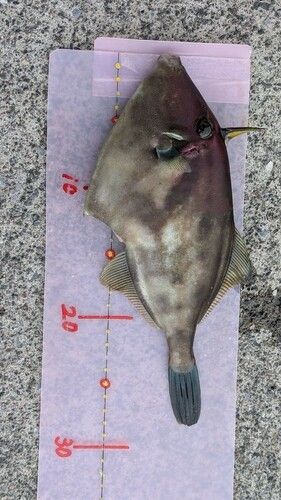 カワハギの釣果