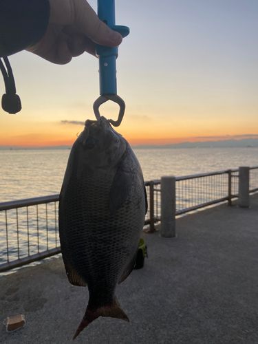 新舞子マリンパーク