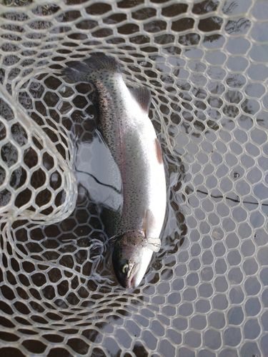 ニジマスの釣果