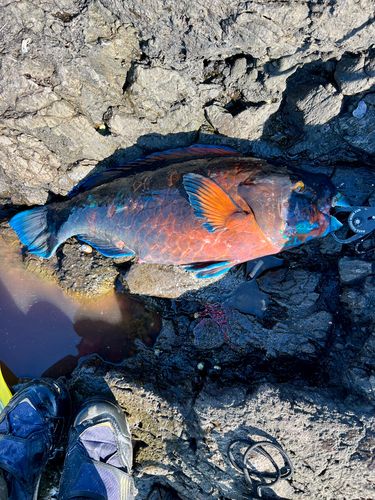 アオブダイの釣果
