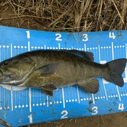 スモールマウスバス