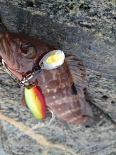 キジハタの釣果