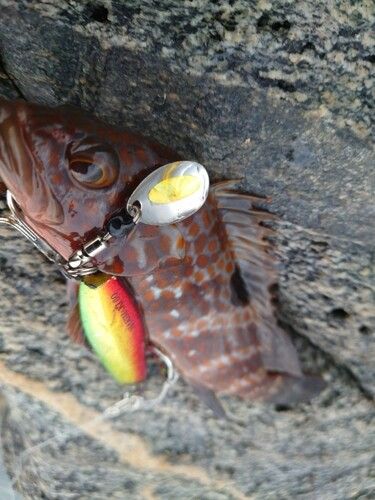 キジハタの釣果