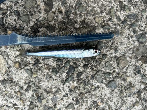 トウゴロウイワシの釣果