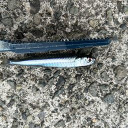 トウゴロウイワシ