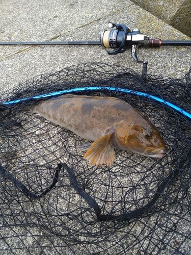 アイナメの釣果