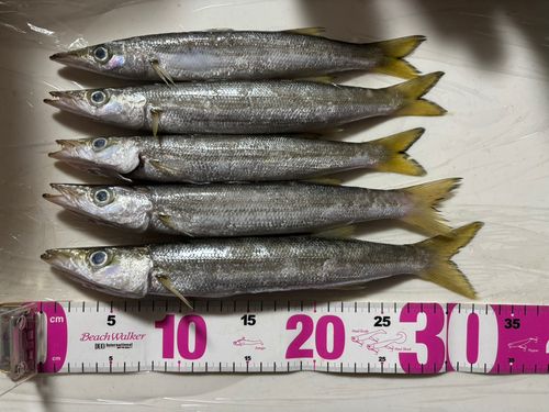 アカカマスの釣果