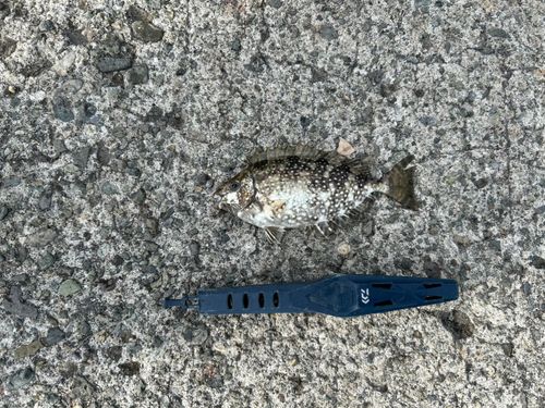 熱海港海釣り施設