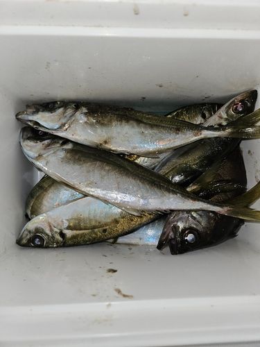 マアジの釣果
