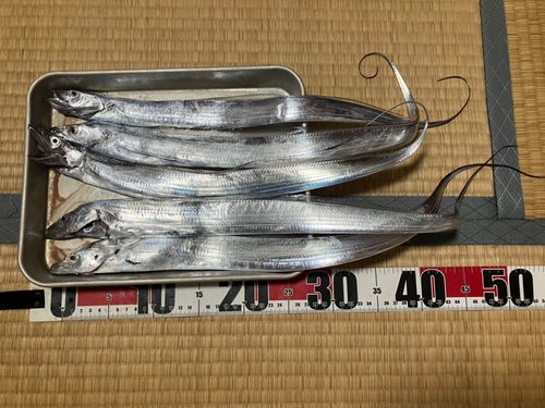 タチウオの釣果