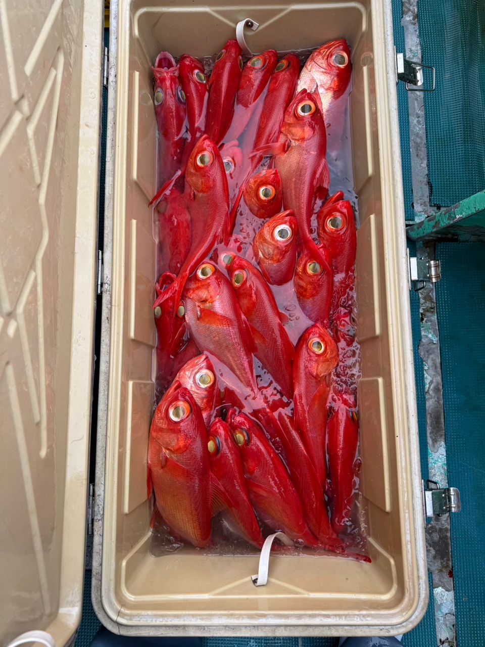 南伊豆忠兵衛丸さんの釣果 3枚目の画像