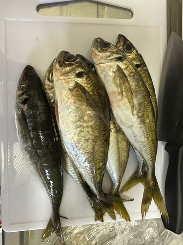 マアジの釣果