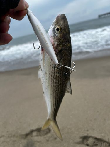 コノシロの釣果