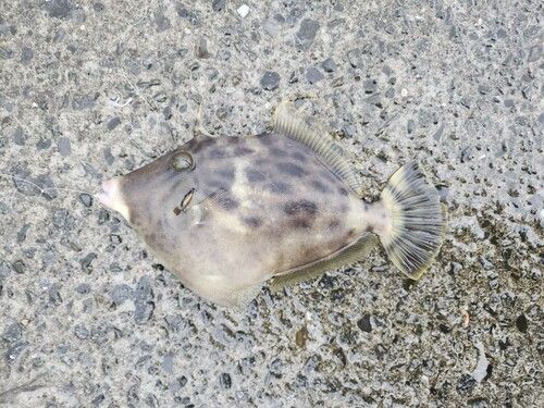 カワハギの釣果