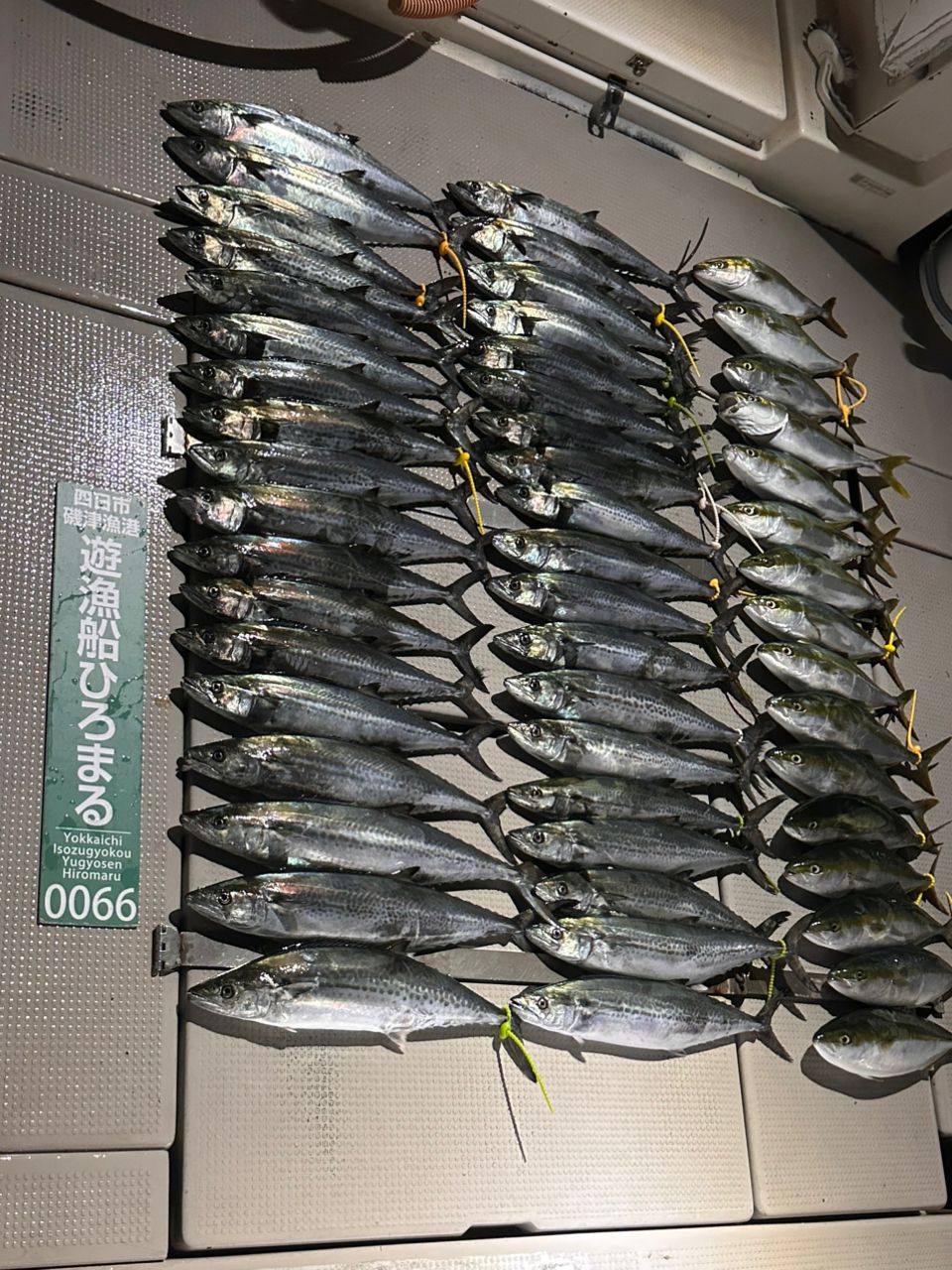 REDstyleさんの釣果 1枚目の画像