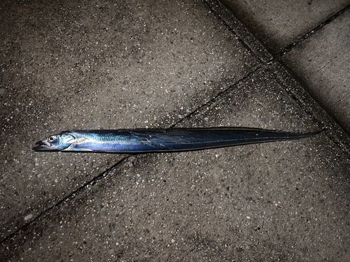 タチウオの釣果