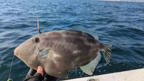 ウマヅラハギの釣果