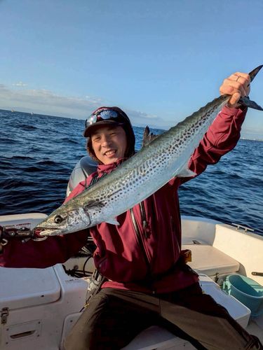 サワラの釣果