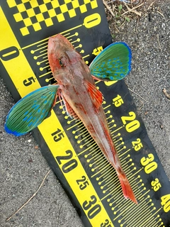 ホウボウの釣果