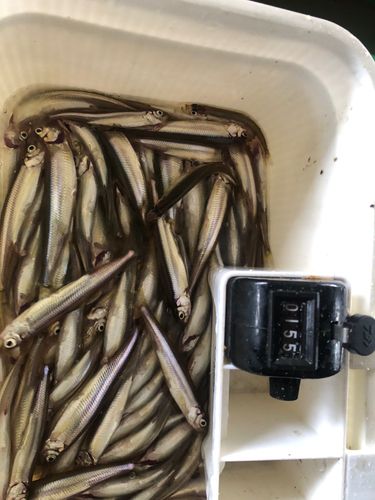 ワカサギの釣果