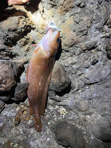 イタチウオの釣果