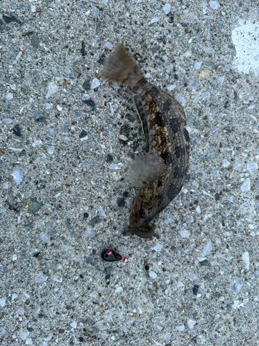 アイナメの釣果