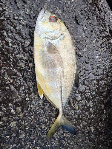 ギンガメアジの釣果
