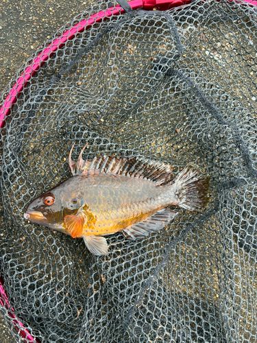 オハグロベラの釣果