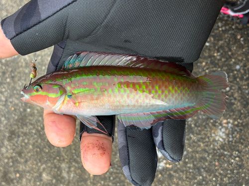 ホンベラの釣果