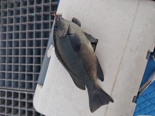 グレの釣果