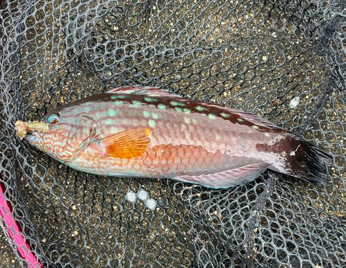 ホシササノハベラの釣果