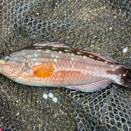 ホシササノハベラ