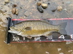 スモールマウスバスの釣果