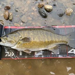 スモールマウスバス