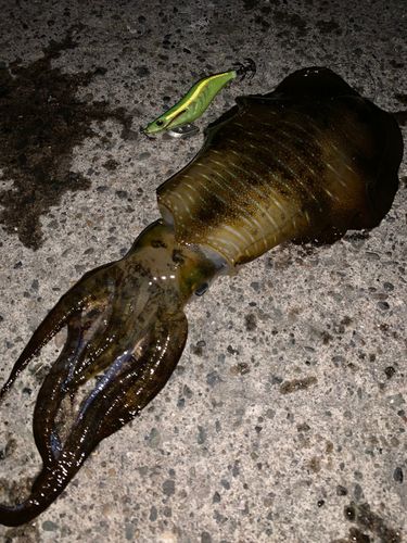 アオリイカの釣果