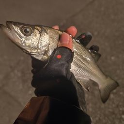 セイゴ（ヒラスズキ）