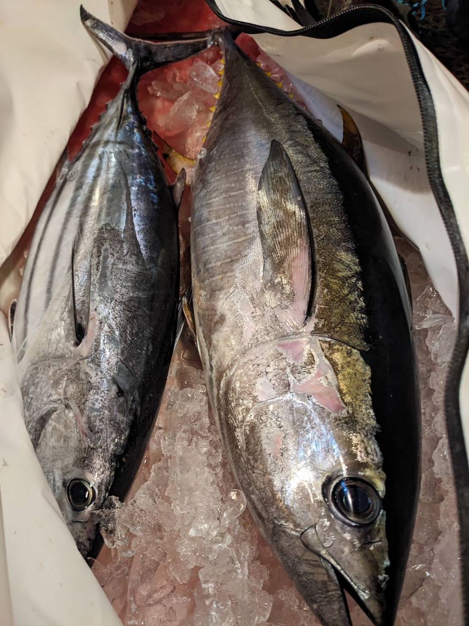 アングラーきんぐさんの釣果 2枚目の画像