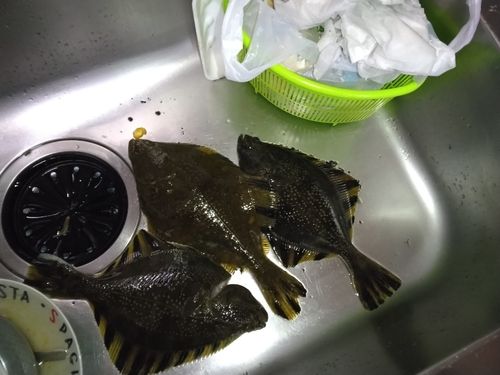 カワガレイの釣果