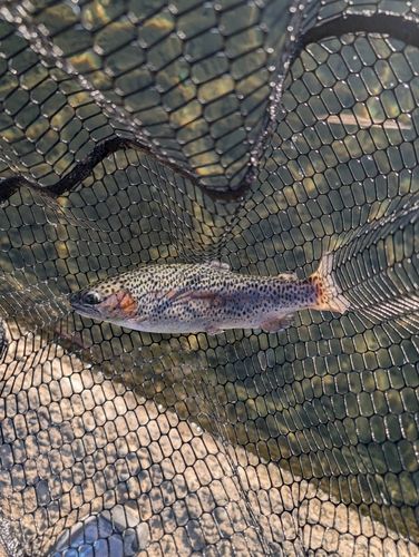 ニジマスの釣果