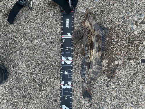 アイナメの釣果