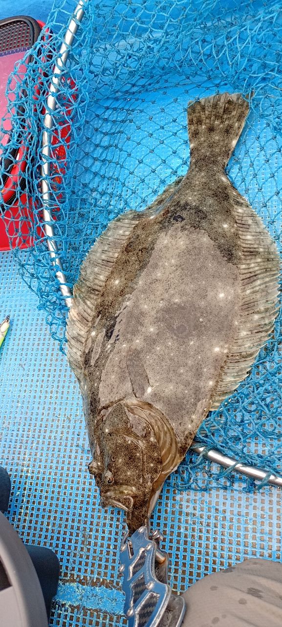 dragonkazu1967さんの釣果 2枚目の画像