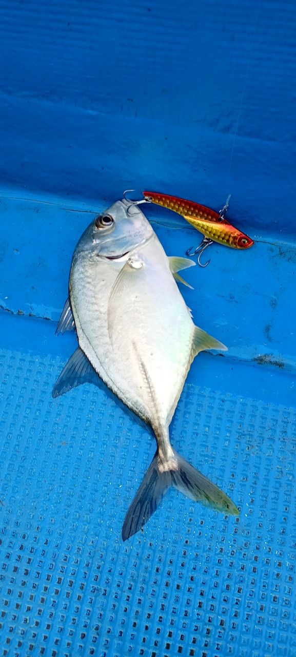 dragonkazu1967さんの釣果 3枚目の画像