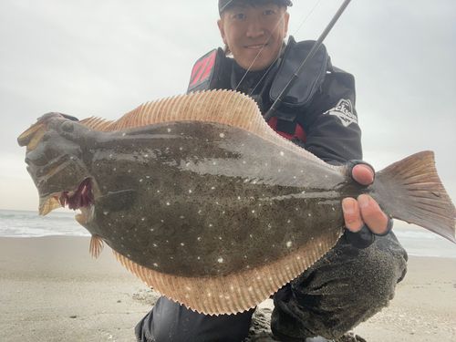 ヒラメの釣果