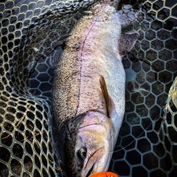 ロックトラウト