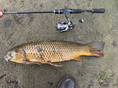 コイの釣果